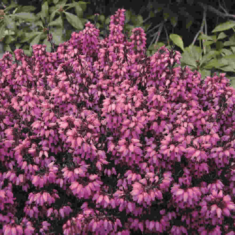 Forårslyng - Erica carnea  Wintersonne 10 cm