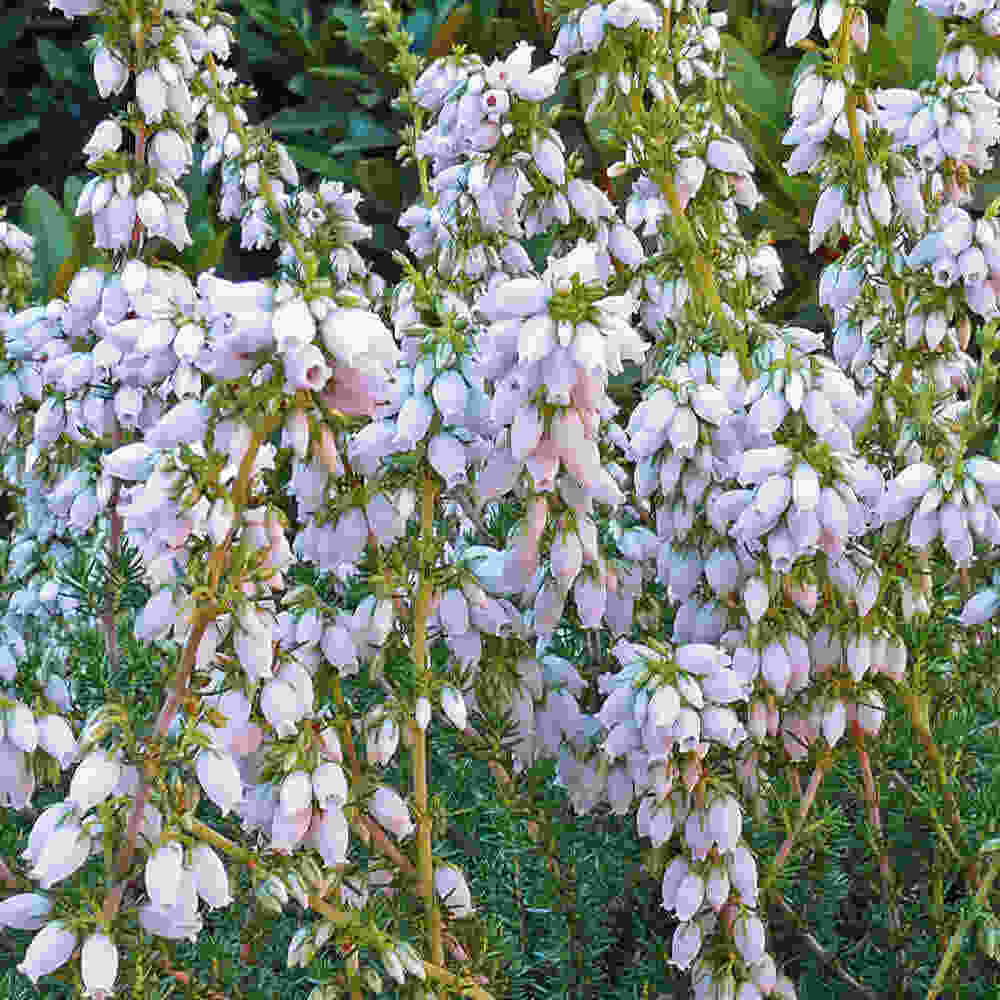 Grålyng - Erica cinerea  Alba Major 10 cm