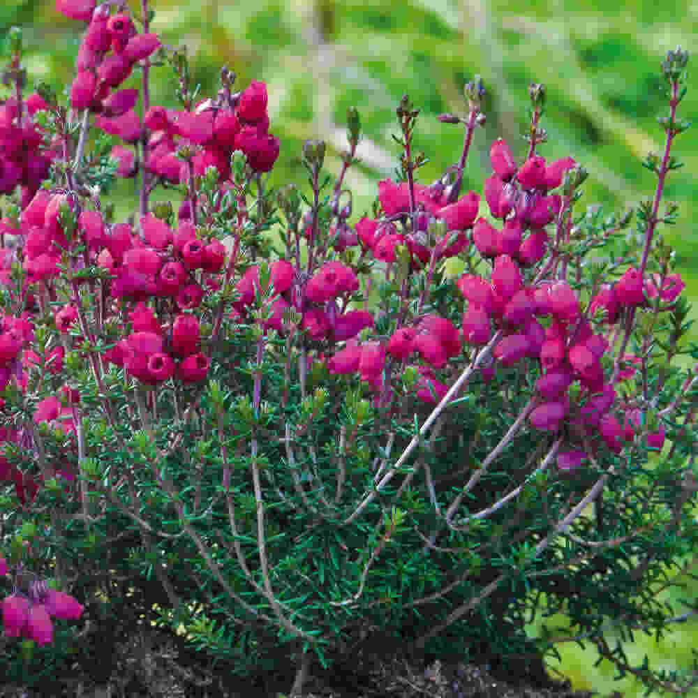 Grålyng - Erica cinerea  Tobi 10 cm