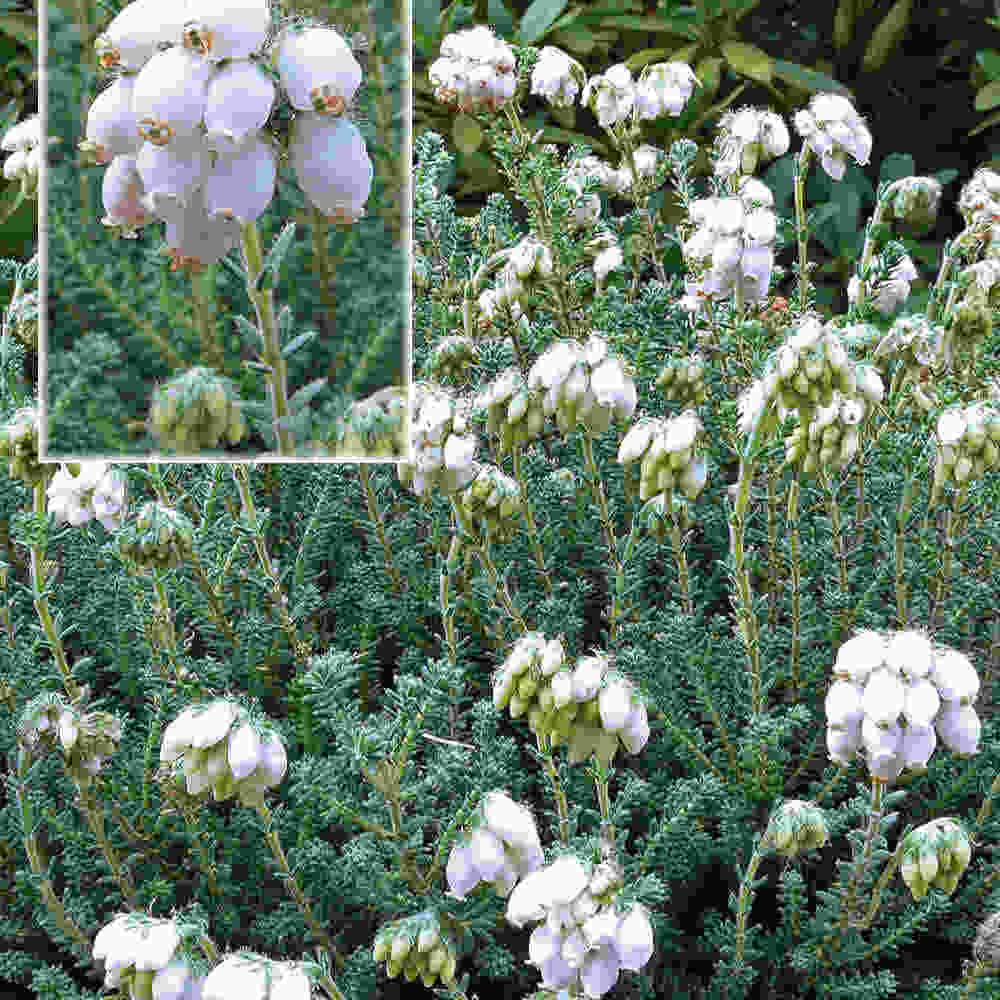 Erica tetralix  Alba Mollis 10 cm