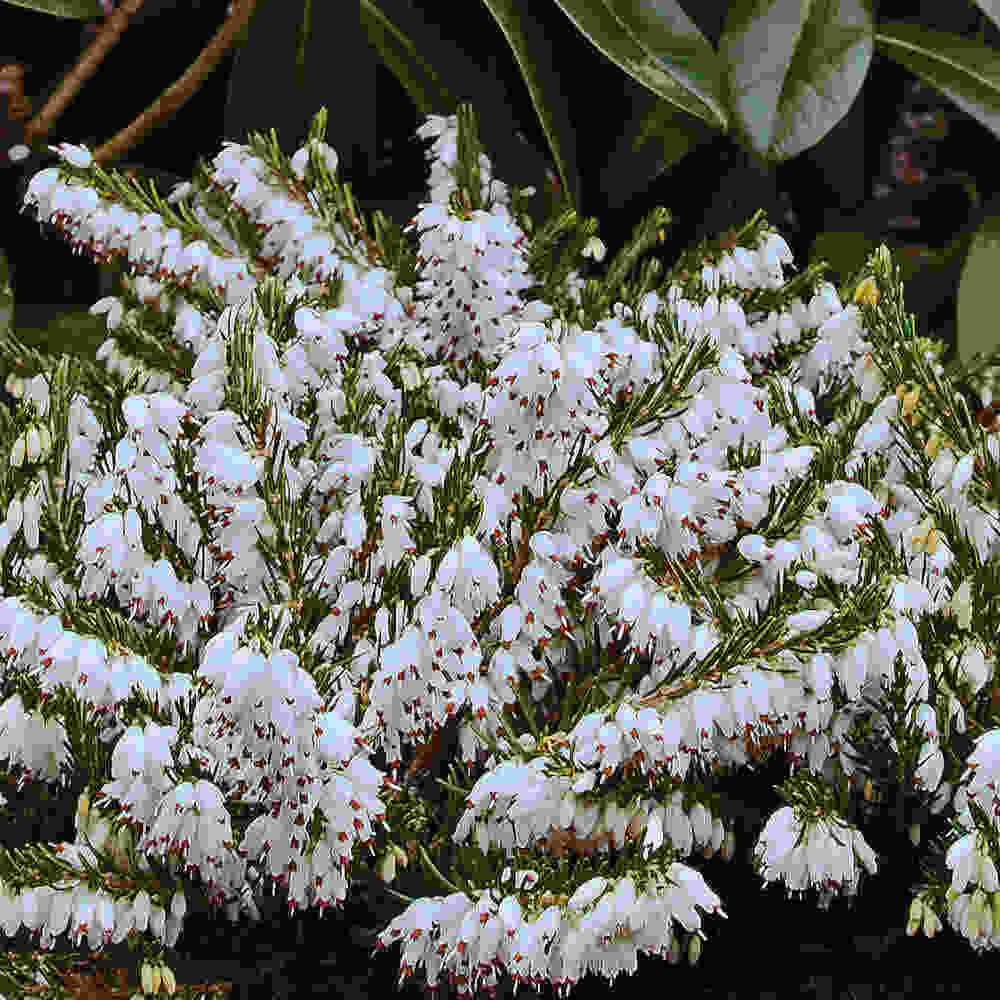 Erica x darleyensis  Snow Surprise 10 cm