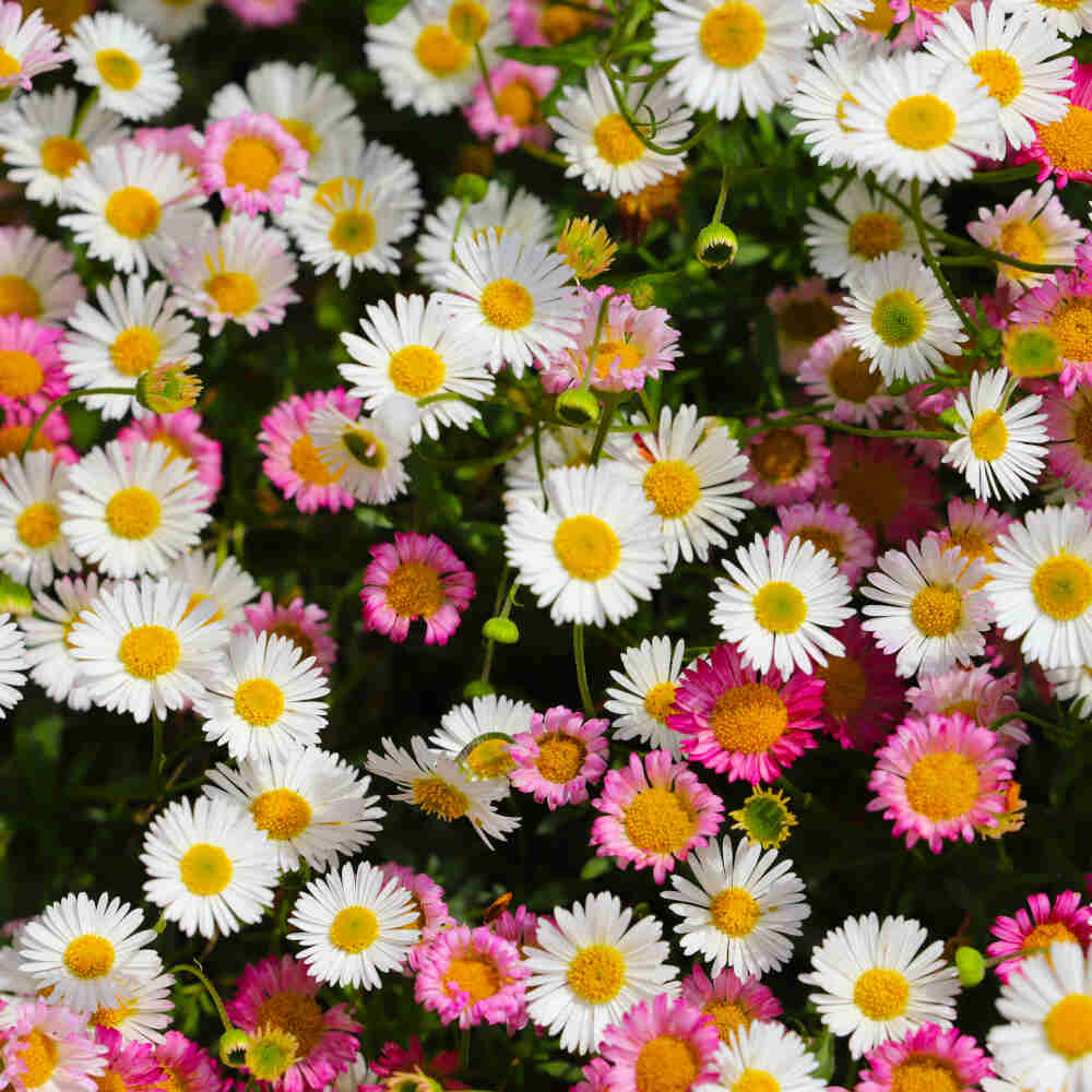 Mexikansk backstjärna - Erigeron karvinskianus 3 L. kruka.