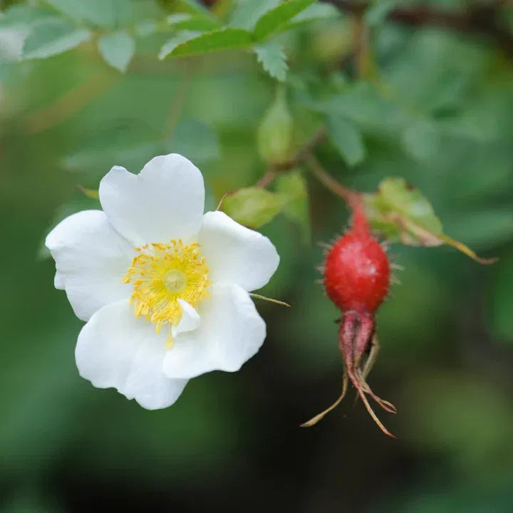 Buskrose - Rosa fedtschenkoana