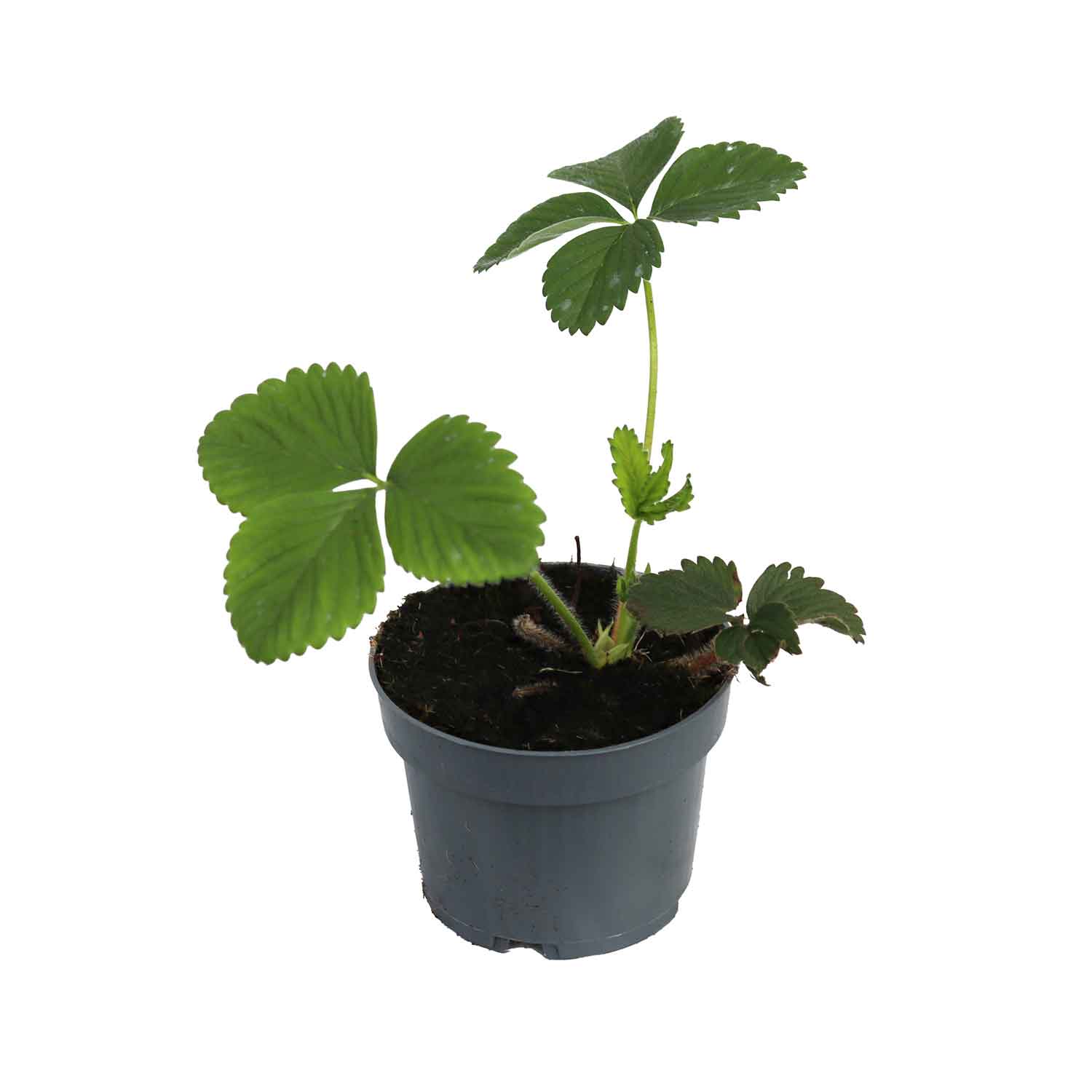 Jordbærplanter - Fragaria ananasse 9cm. Potte