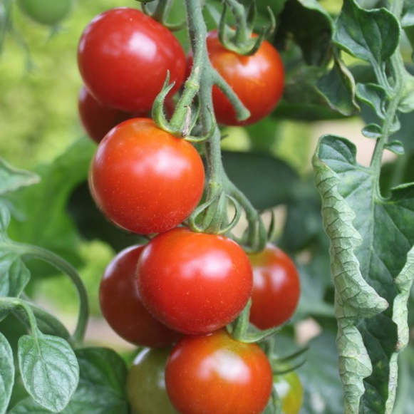 Tomatplante 'Gardenfreude' 11,5cm pot