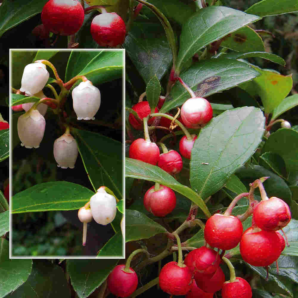 Gaultheria procumbens Procumbens 10 cm