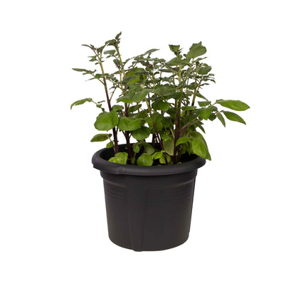 gb potato pot 33 living black