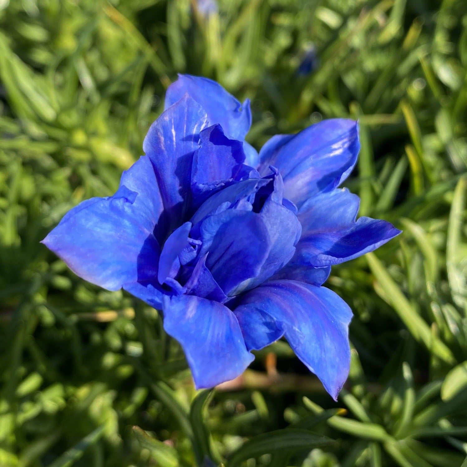 GENTIANA sinoor. Eugens Allerbester  10 cm Potte