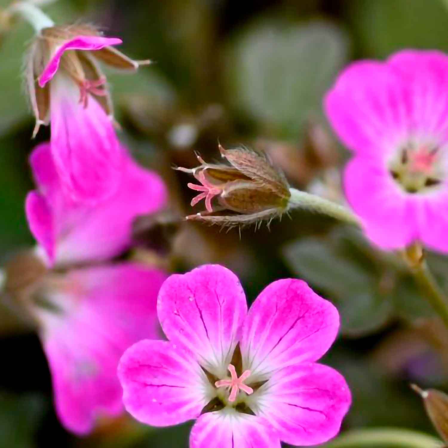 GERANIUM oxo 'Tanja Rendall' 1 L