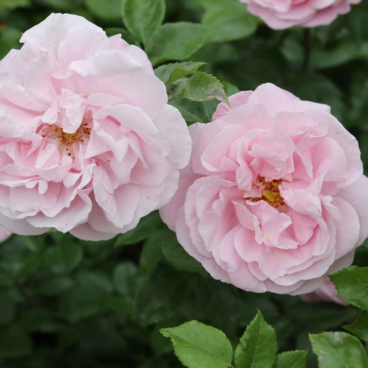 Climbing rose 'Gerbe rose'