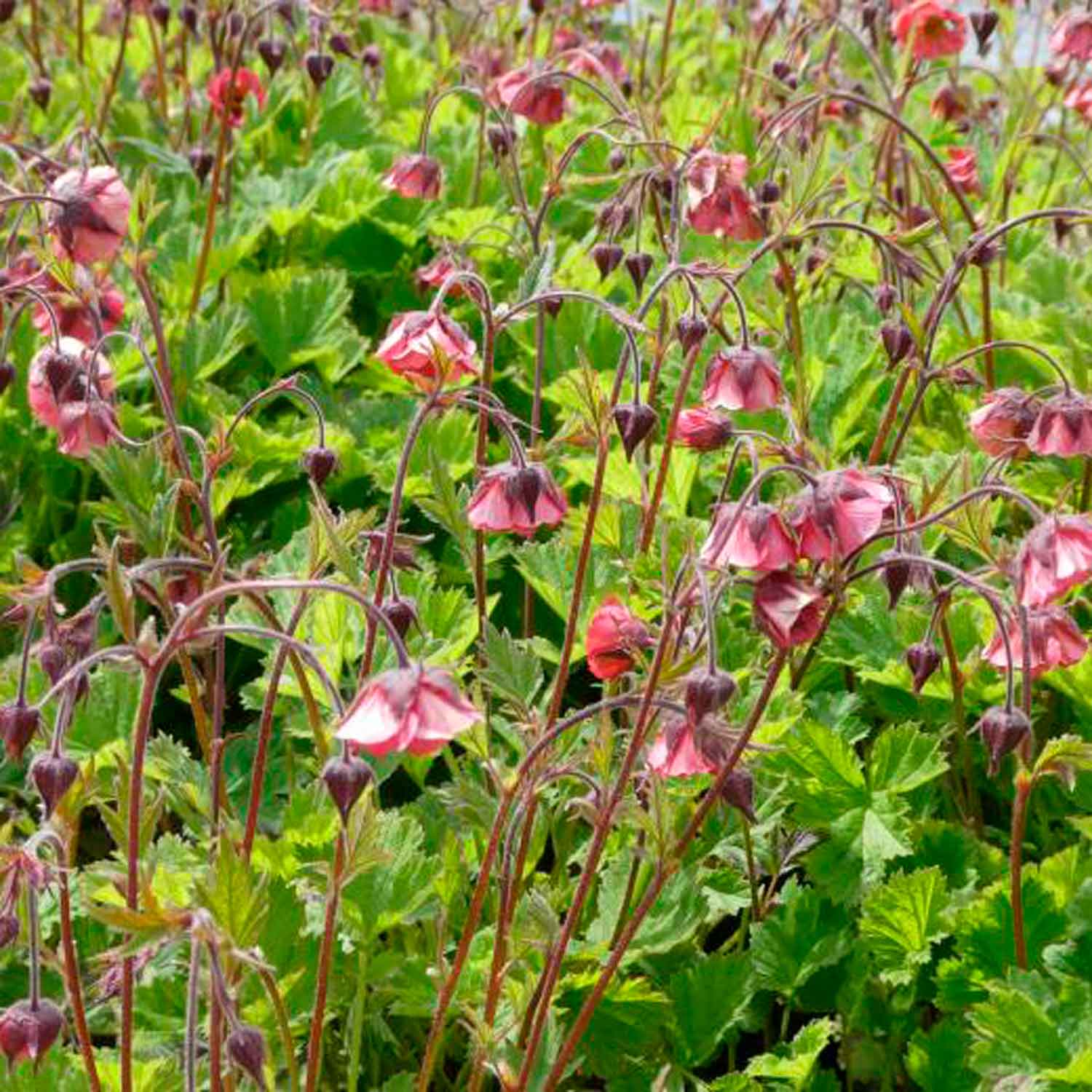 Geum rivale 'Leonarde's Variety'