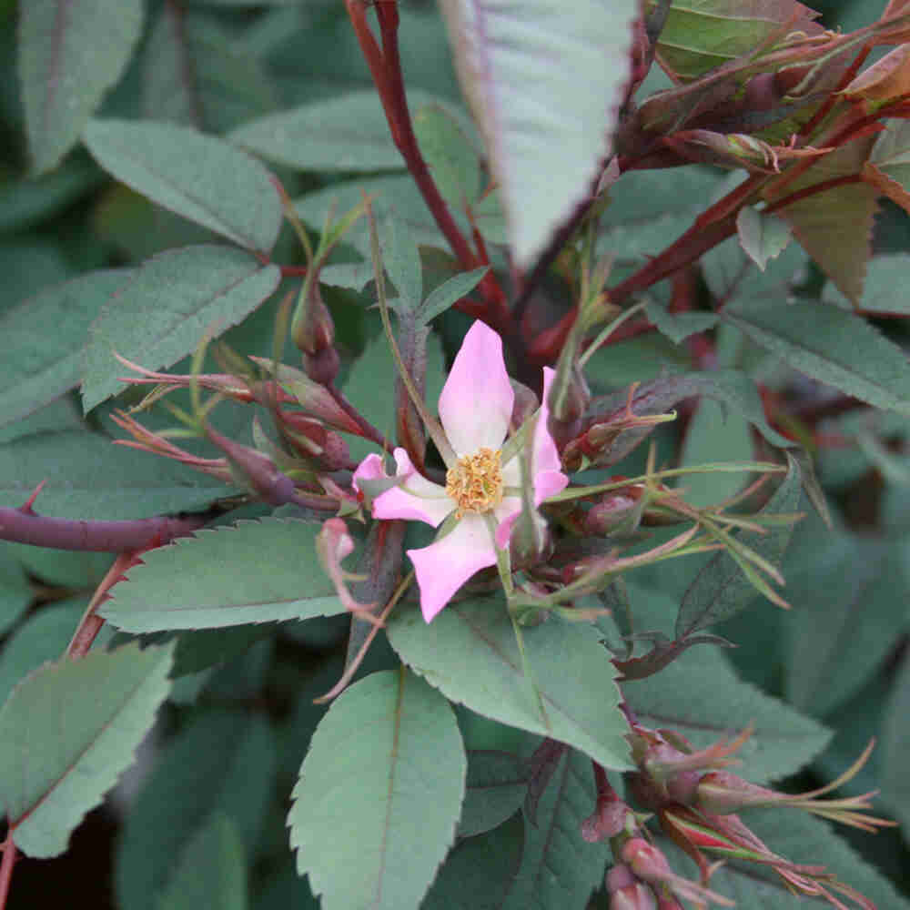 Buskrose - Rosa glauca 'Nova'