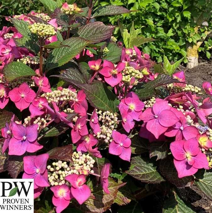 Hydrangea Ser. Blackberry Pie Pw 5 L Potte