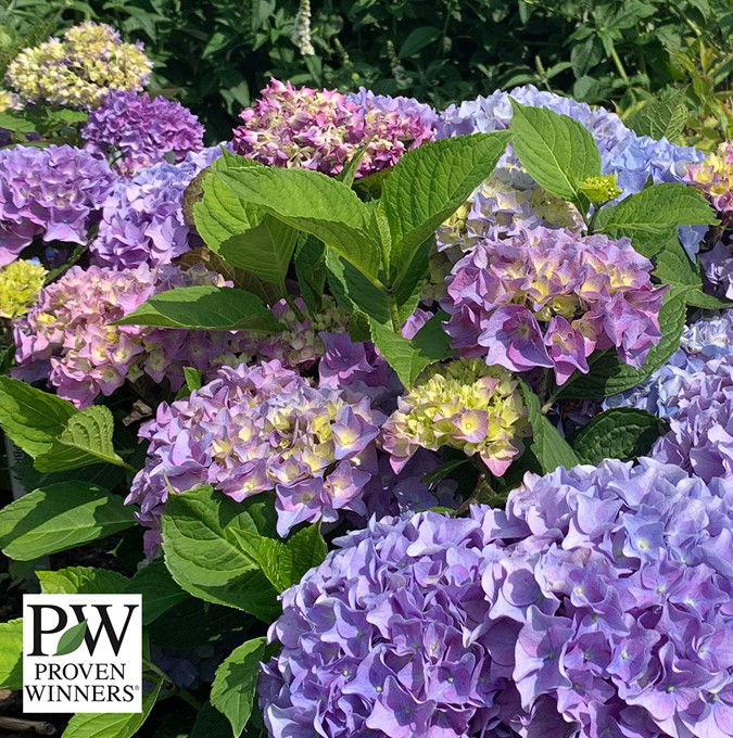 Hydrangea Mac. Sweet Marshmallow Pw 5 L Potte