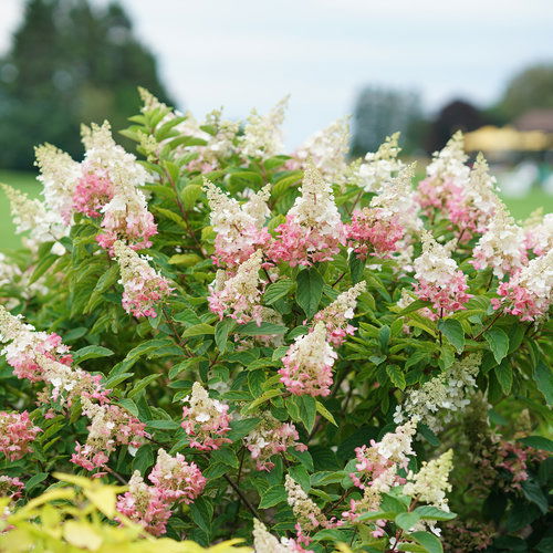 Hydrangea paniculata 'Pinky Winky' ® 40/50 C.5