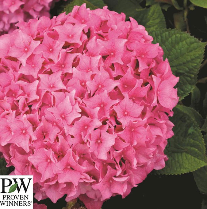 Hydrangea Mac. Sweet Cupcake Pw 5 L Potte