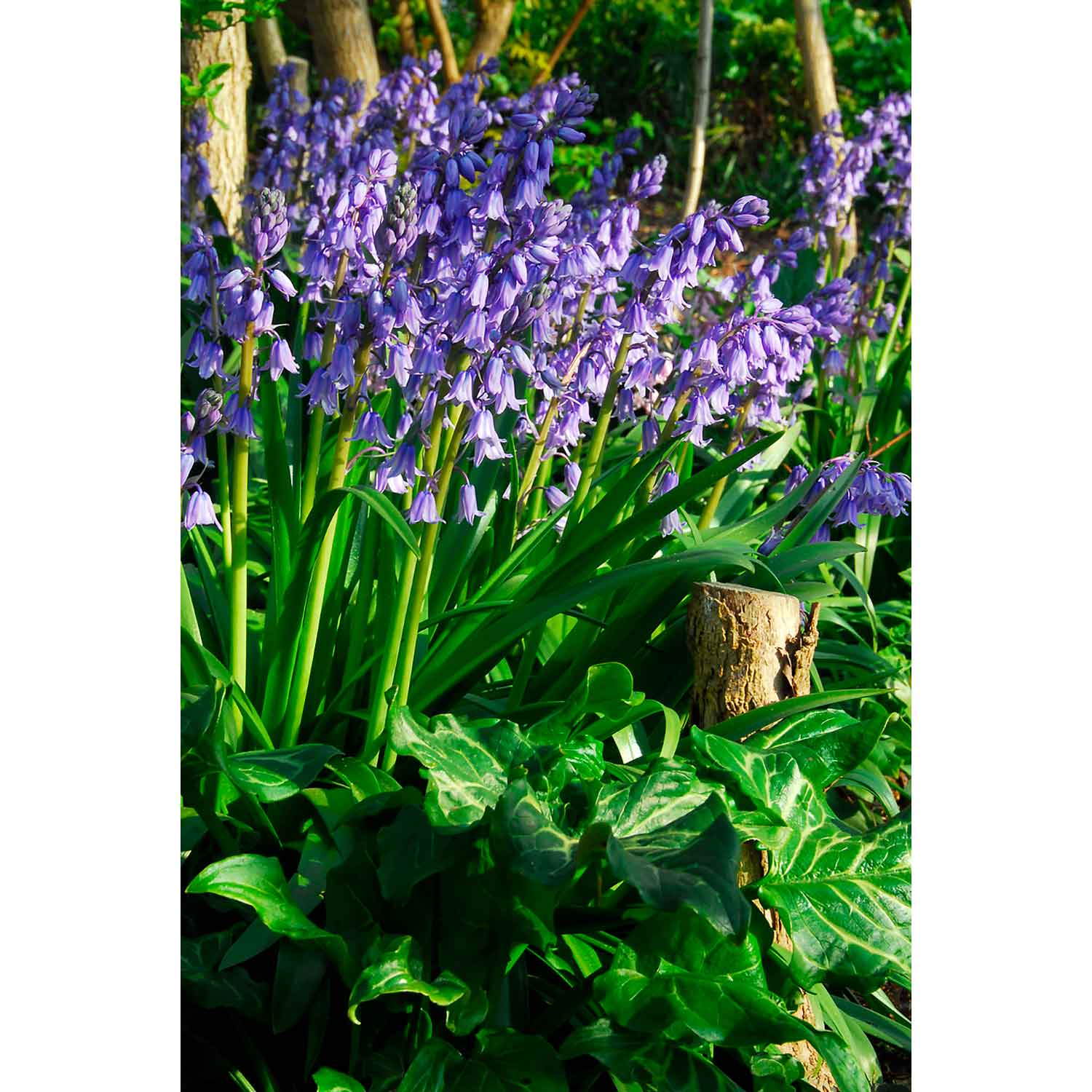 Spanish bellflower - Hyacinthoides hispanica 'Blue' (8/10)