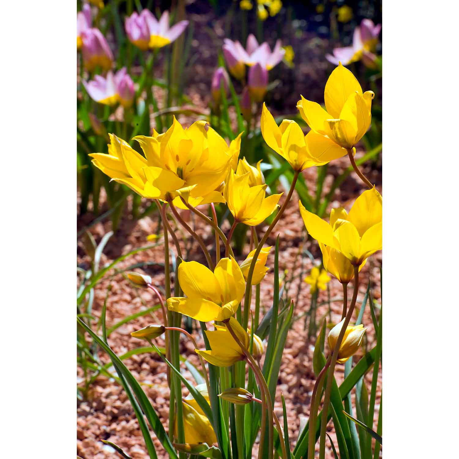 Tulipanløg - Tulipa  Sylvestris (5/+) - skovtulipan