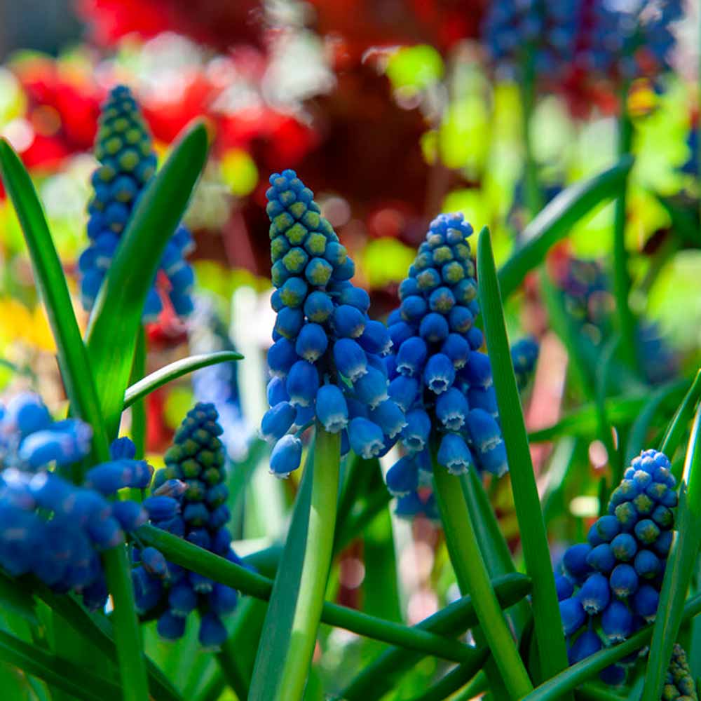 Muscari armeniacum 'Blue Magic' p6