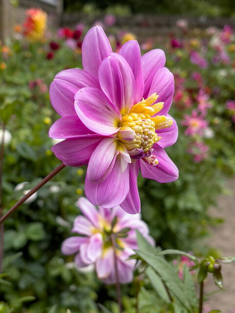 Dahlia Take Off - Anemone blomstret