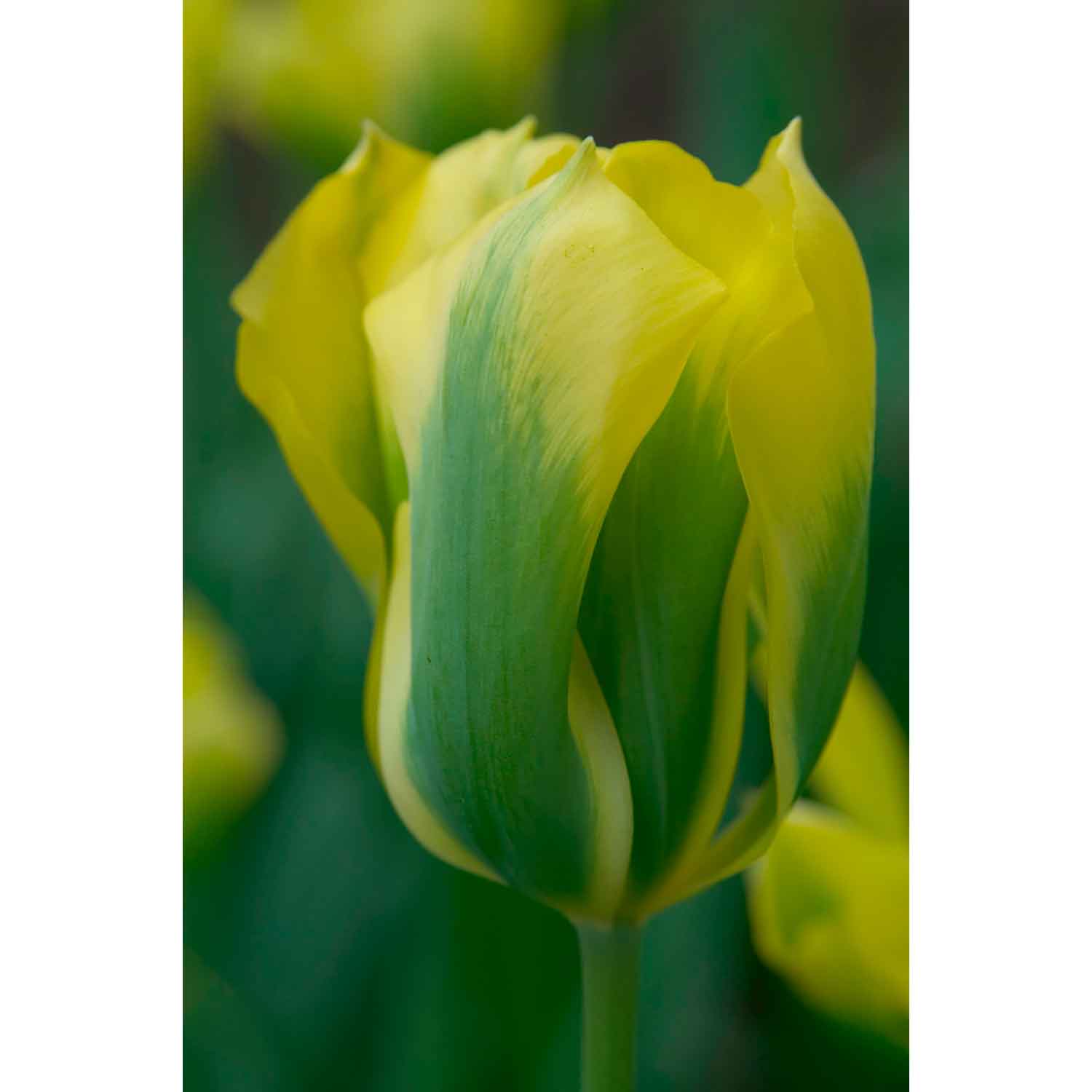 Tulipanløg - Tulipa  Viridiflora Formosa (12/+)