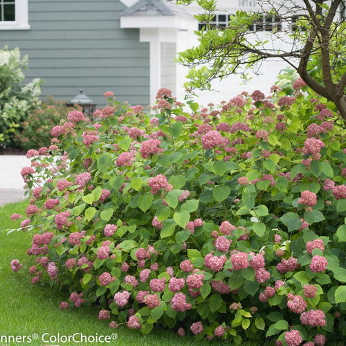 Hydrangea arb. 'Invincibelle' ®  40-50  C.5