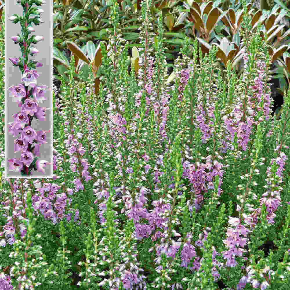 Efterårslyng - Calluna vulgaris 'Jysk naturform' 10cm