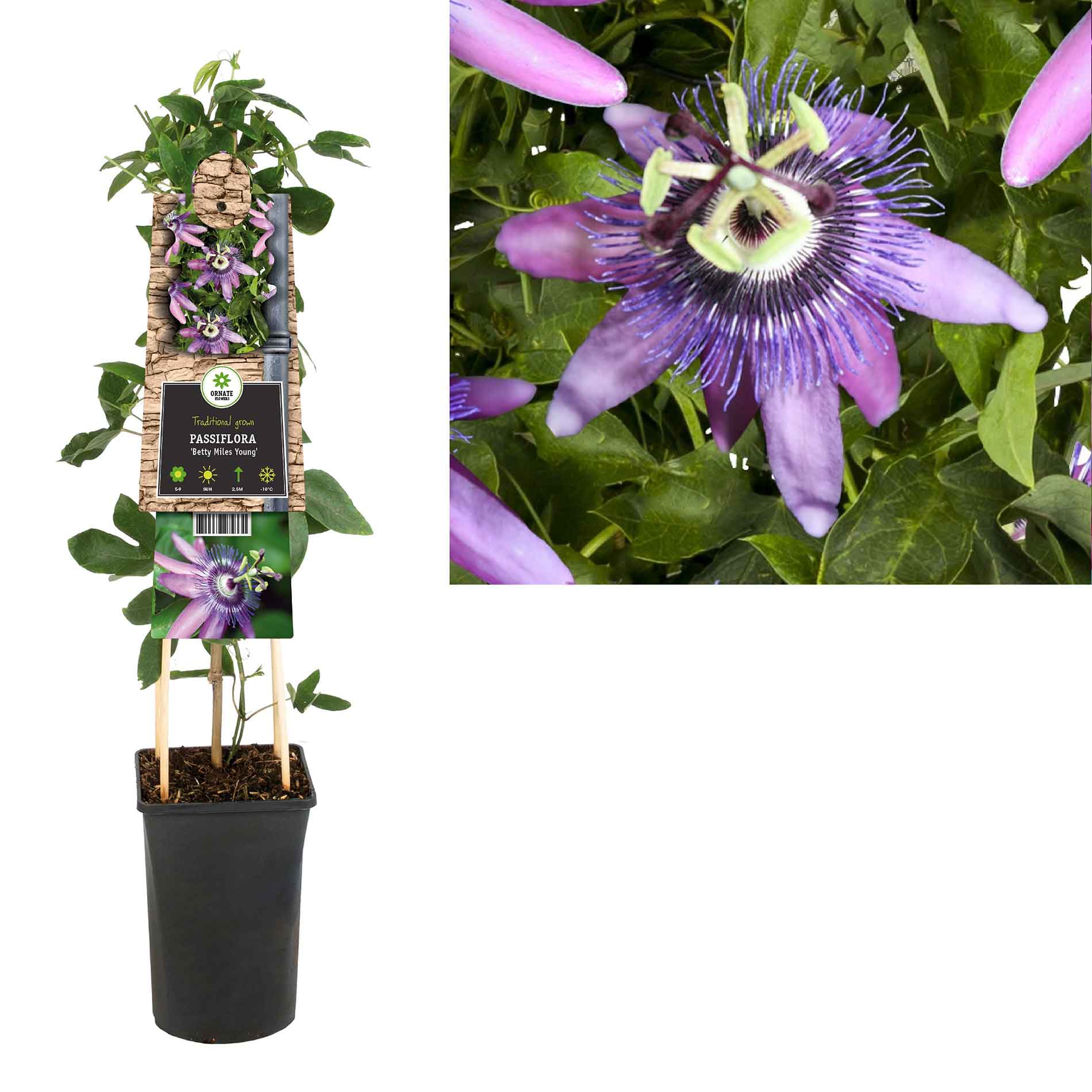 Passiflora Betty Miles Young  17cm