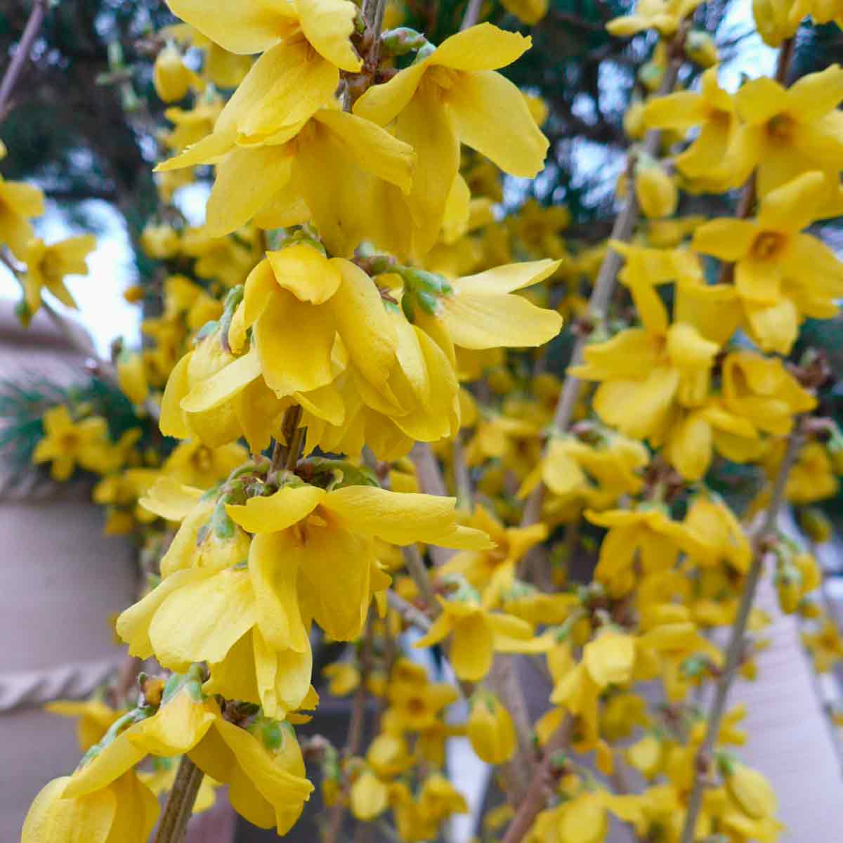 Forsythia 'Goldrausch' 50-60 cm C 6,5