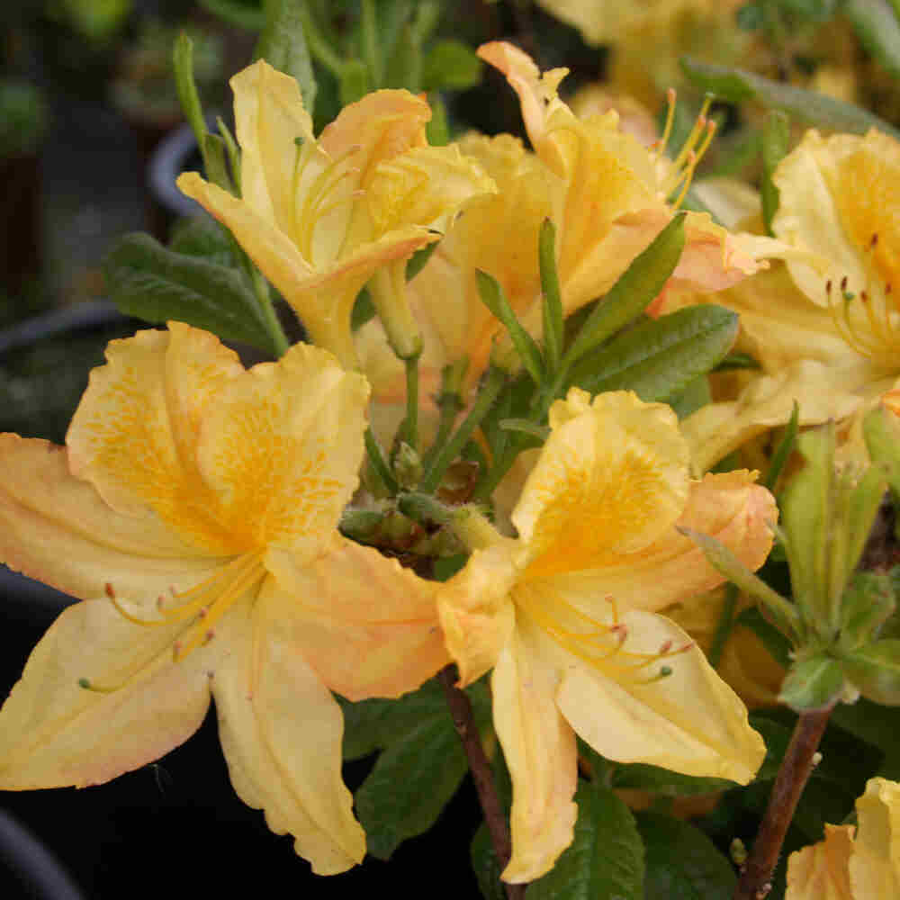 Rhododendron knaphill 'Havest Moon'