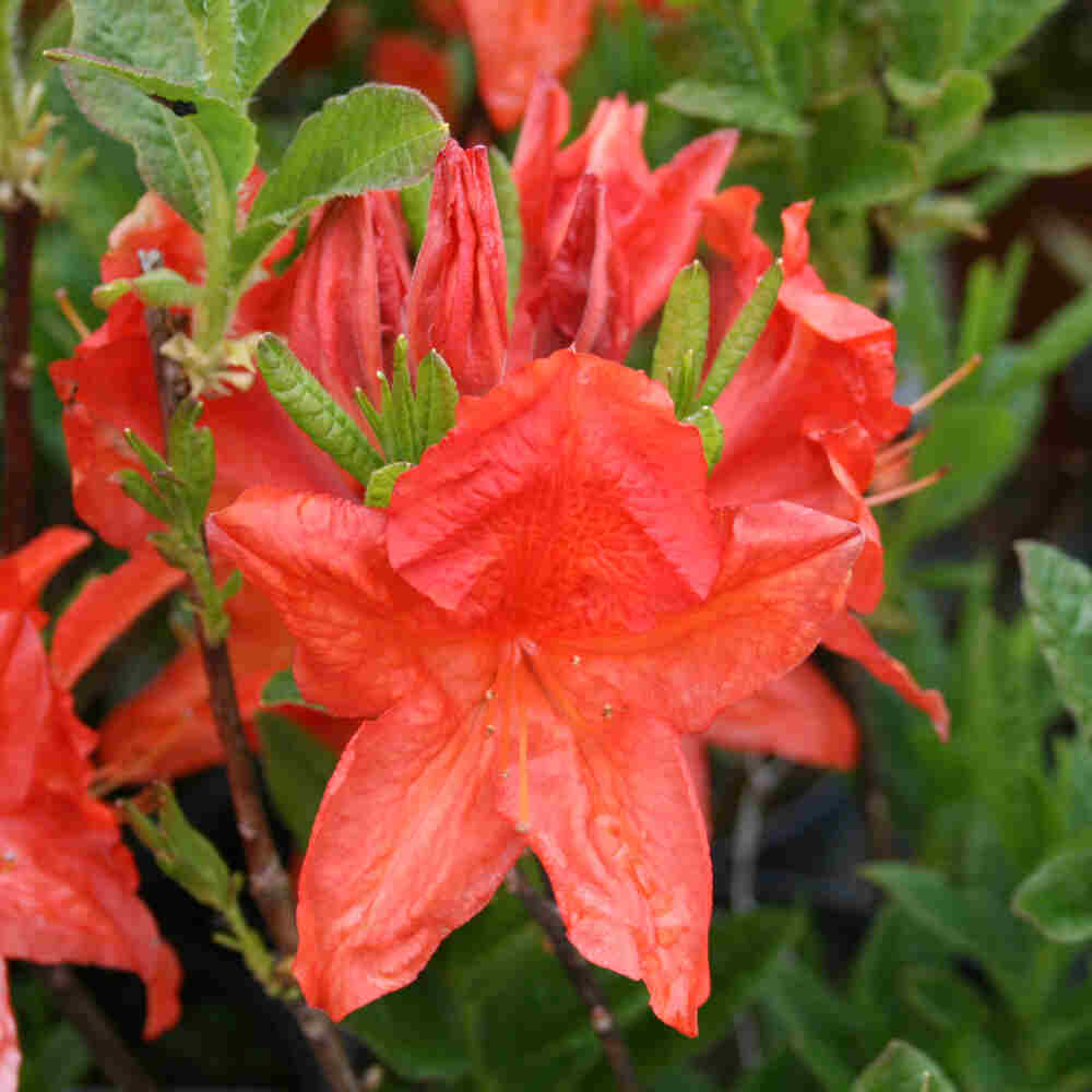 Azalea - Rhododendron 'Satan' 40-50 - C5