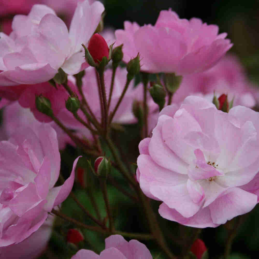 Bunddække Rose 'Lavender Cover'