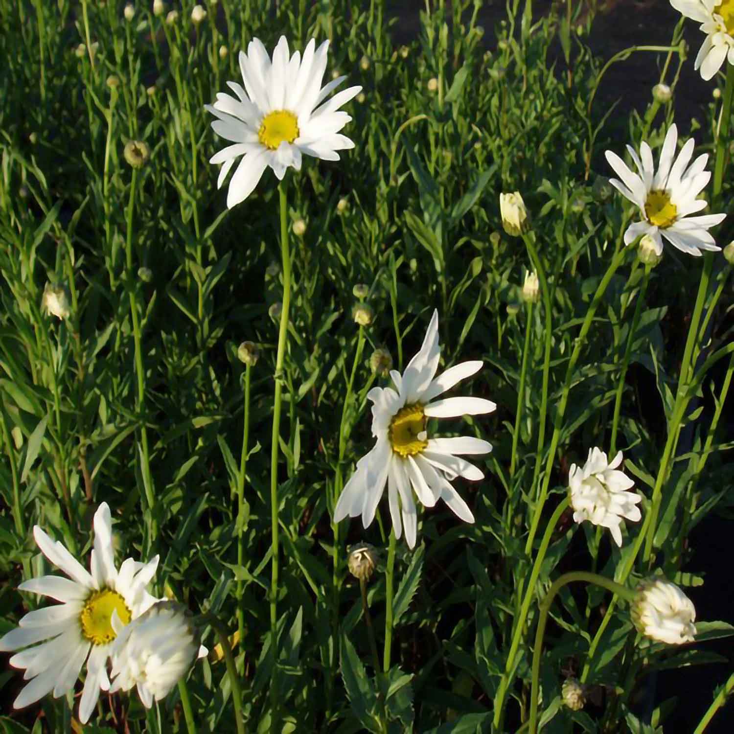 Leucanthemum sup. "Alaska"