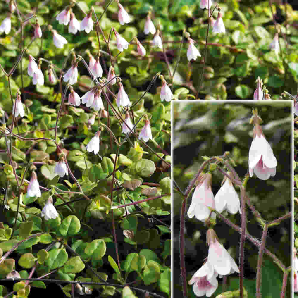 Linnaea borealis 10 cm