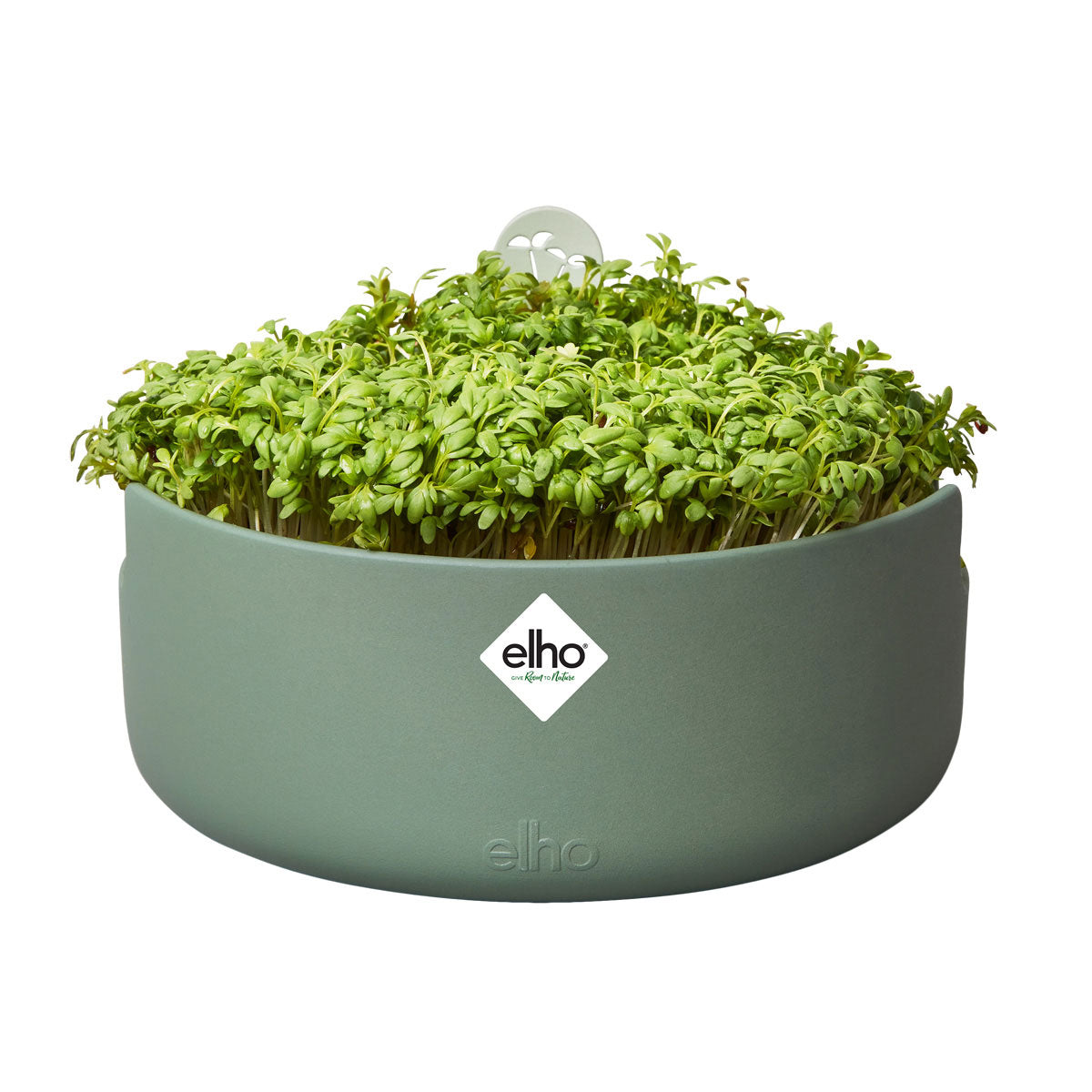 magic microgreen leaf green