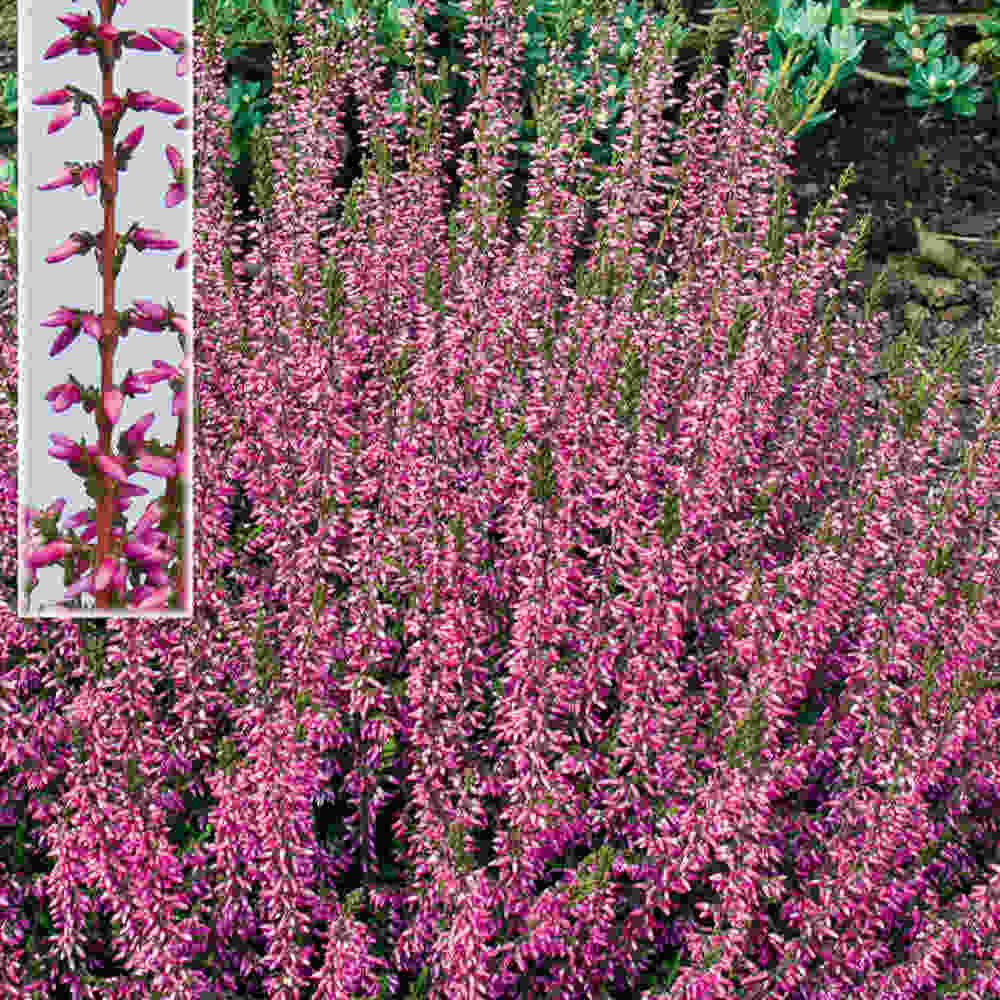 Calluna vulgaris  Marlies 10 cm