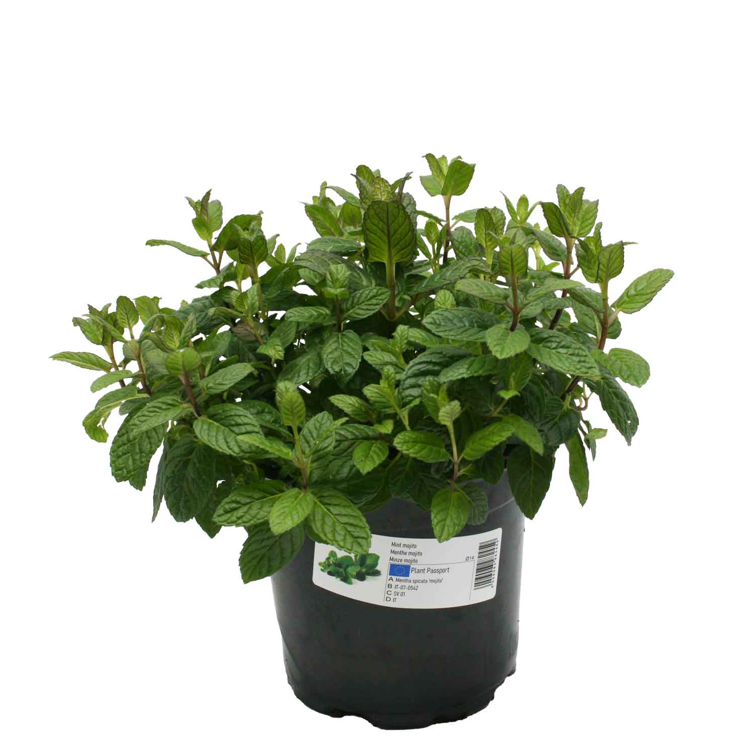 Mentha spp 14 cm pot