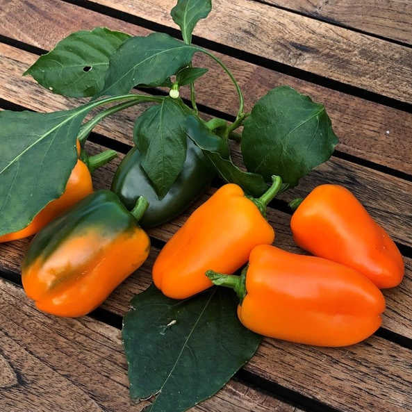 Peberplante 'Snackbite orange mini' 11,5cm