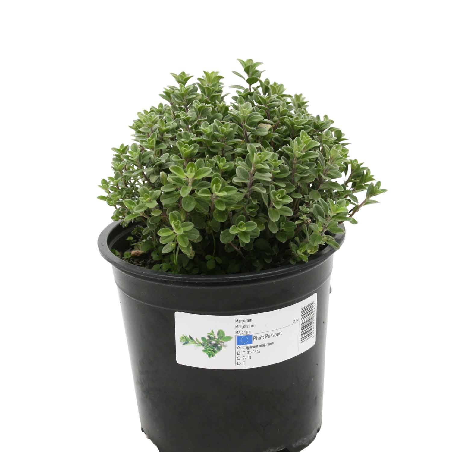 Marjoram - Origanum majorana - 14cm pot