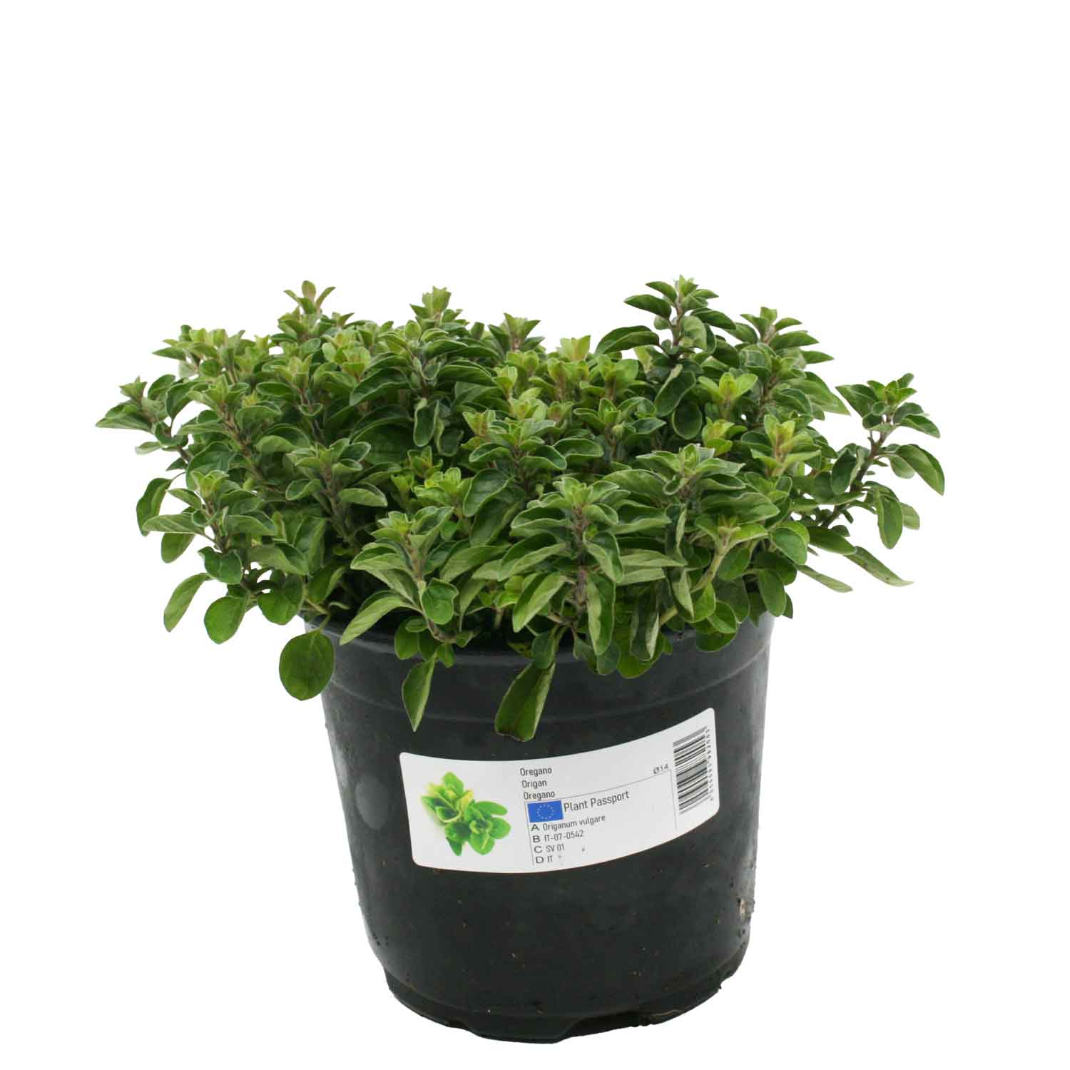 Origanum vulgaris 14 cm pot