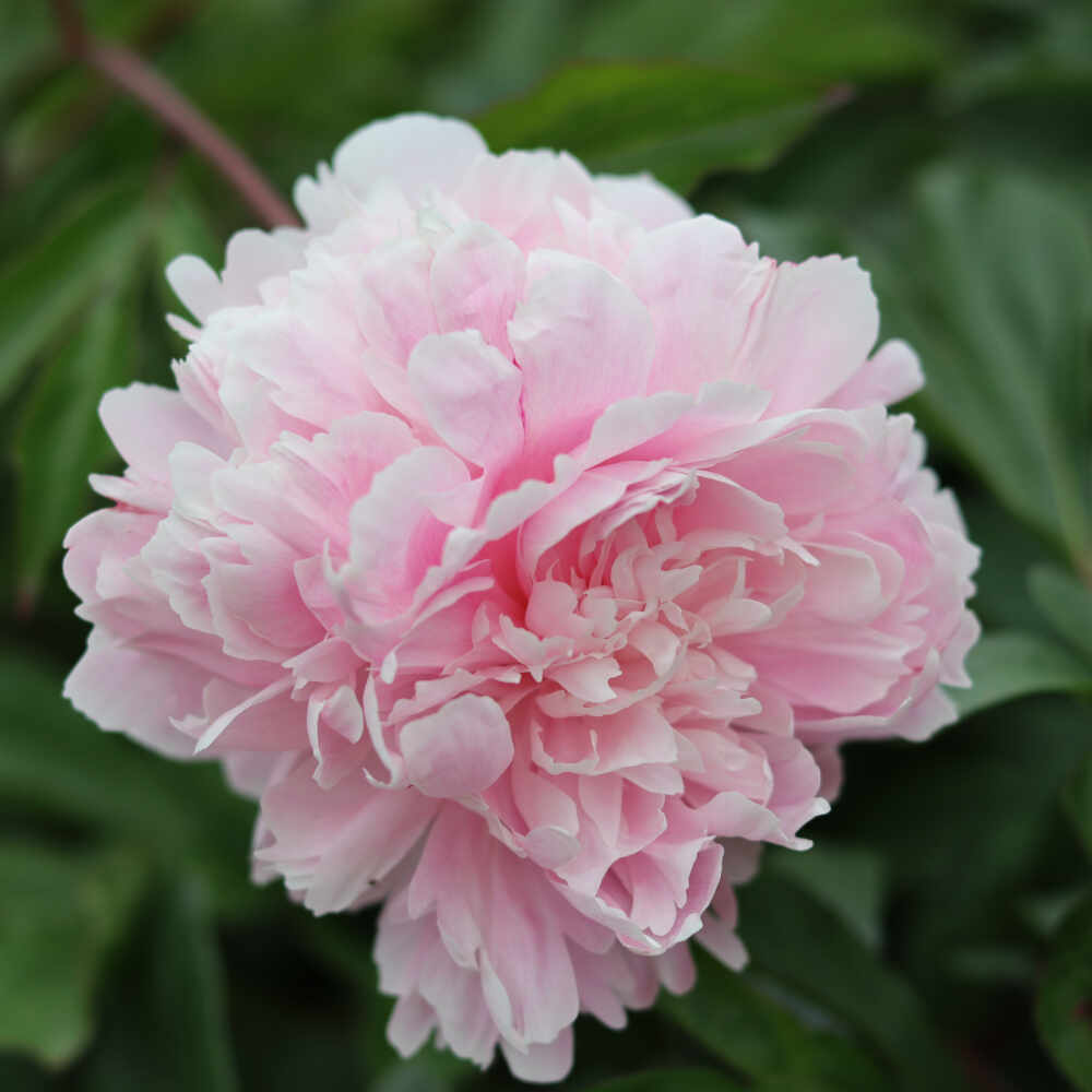 Paeonia lactiflora 'Alice Harding'