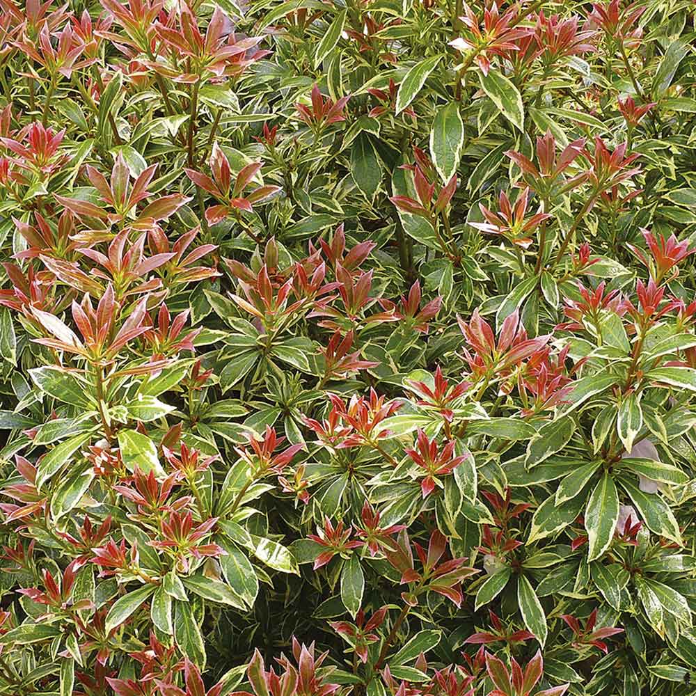 Pieris japonica Little Heath 2 L