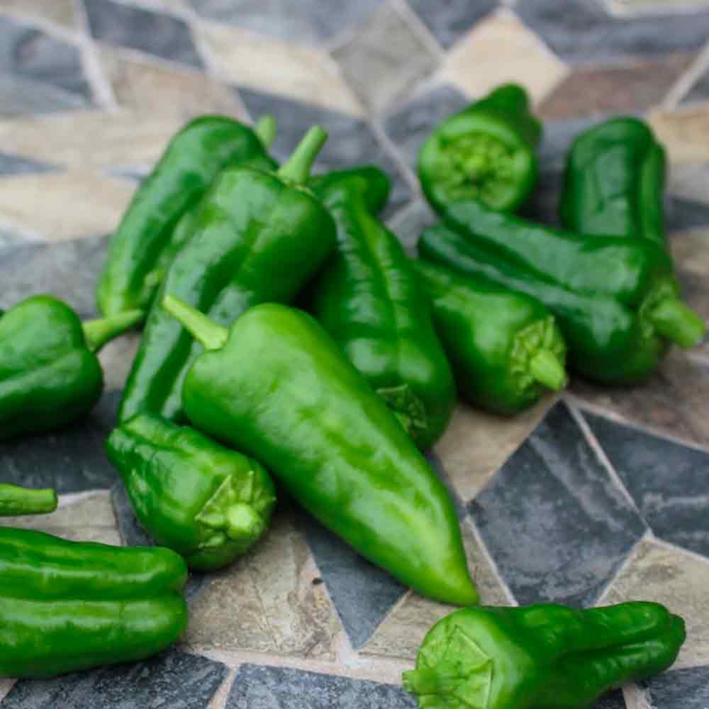 Chiliplante - Pimientos de Padron tapas peber