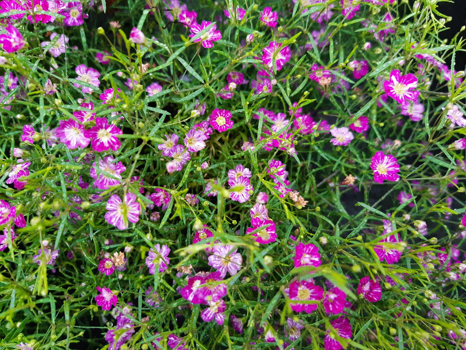 Brudeslør - Gypsophila muralis 'Gypsy' 10cm pot