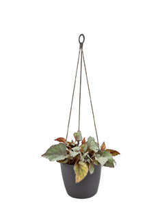 brussels hanging basket 18 anthracite