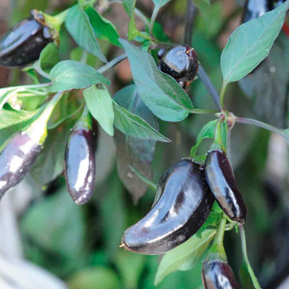 Chiliplante - Pot Black Chili