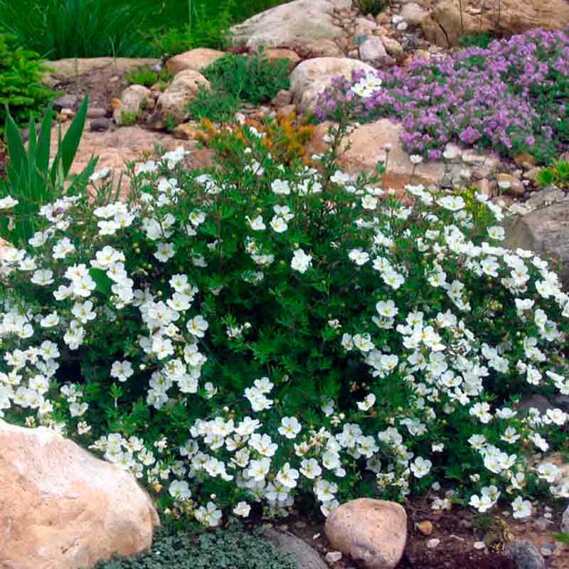 Potentilla frut. 'Abbotswood'