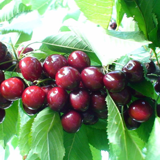 Cherry tree - Prunus avium 'Sunburst'