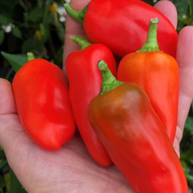 Pepper plant Red Snackbite mini 11.5cm pot