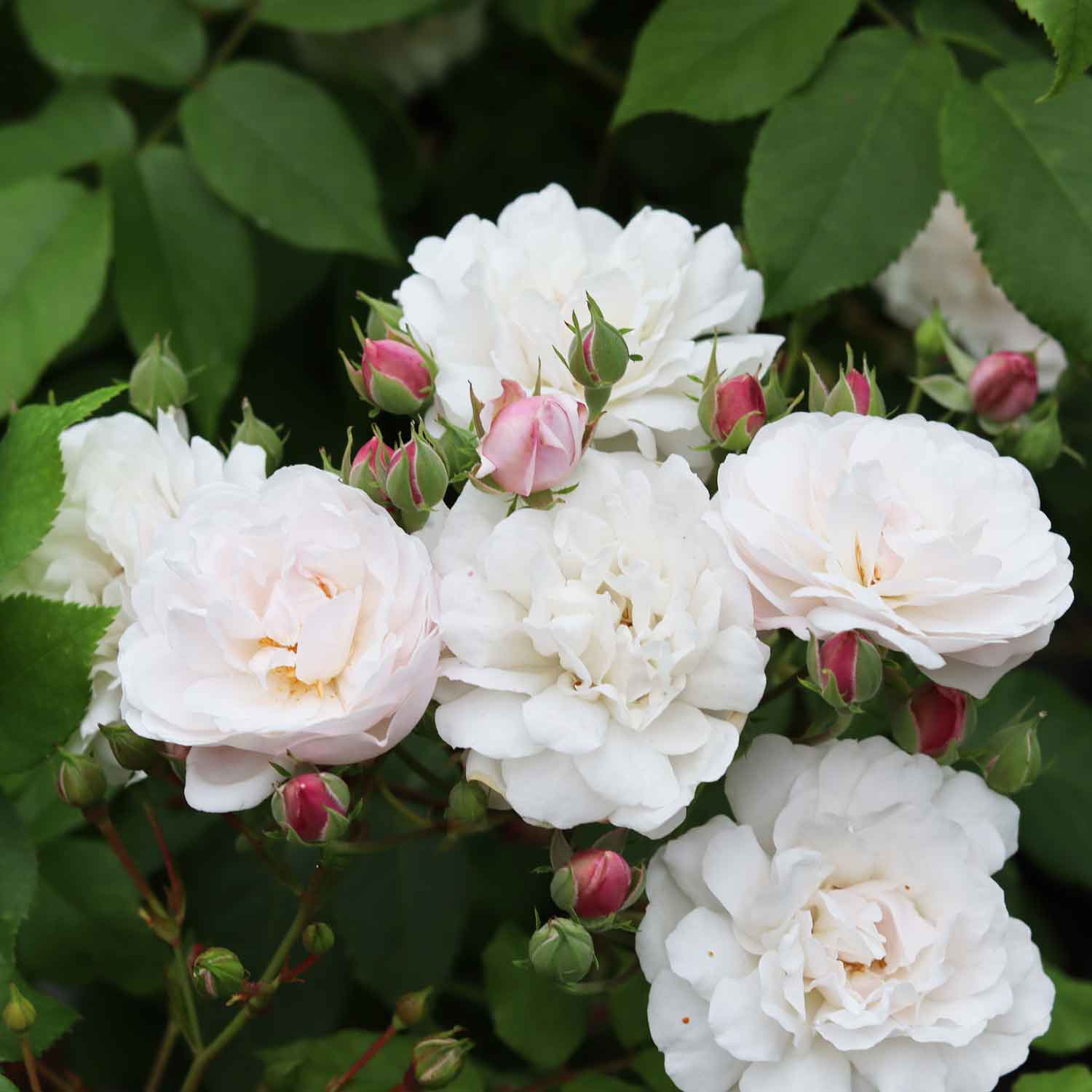 Rosa 'Blush Noisette'